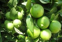 لیمو ترش باغداران کهگیلویه و بویراحمد خرید توافقی می شود