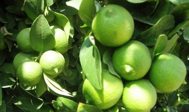 لیمو ترش باغداران کهگیلویه و بویراحمد خرید توافقی می شود