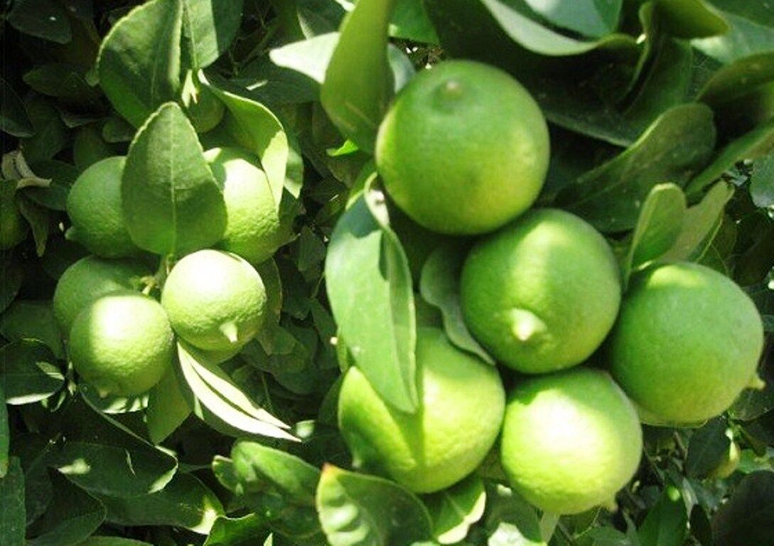 لیمو ترش باغداران کهگیلویه و بویراحمد خرید توافقی می شود