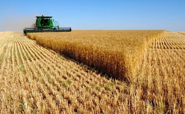 آیا کشاورزان از قیمت اعلامی گندم توسط دولت راضی اند؟