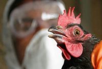 آمادگی دامپزشکی برای مقابله با بیماری آنفلوآنزای فوق حاد پرندگان