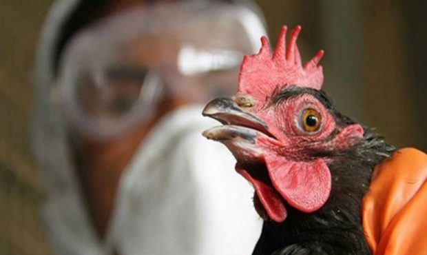 آمادگی دامپزشکی برای مقابله با بیماری آنفلوآنزای فوق حاد پرندگان