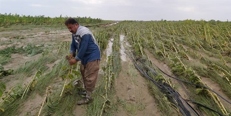 خسارت۱۲هزار هکتاری باغات و اراضی کشاورزی دزفول