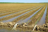 ثبت قرارداد آب بیش از ۲۱ هزار هکتار اراضی کشاورزی شمال خوزستان