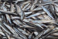کشف یک محموله شیلاتی قاچاق با ۶ هزار کیلو گرم ماهی بدون مجوز قانونی در ماهشهر