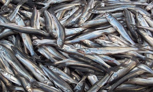 کشف یک محموله شیلاتی قاچاق با ۶ هزار کیلو گرم ماهی بدون مجوز قانونی در ماهشهر