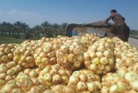 گلایه شدید از افزایش قیمت پیاز در خوزستان