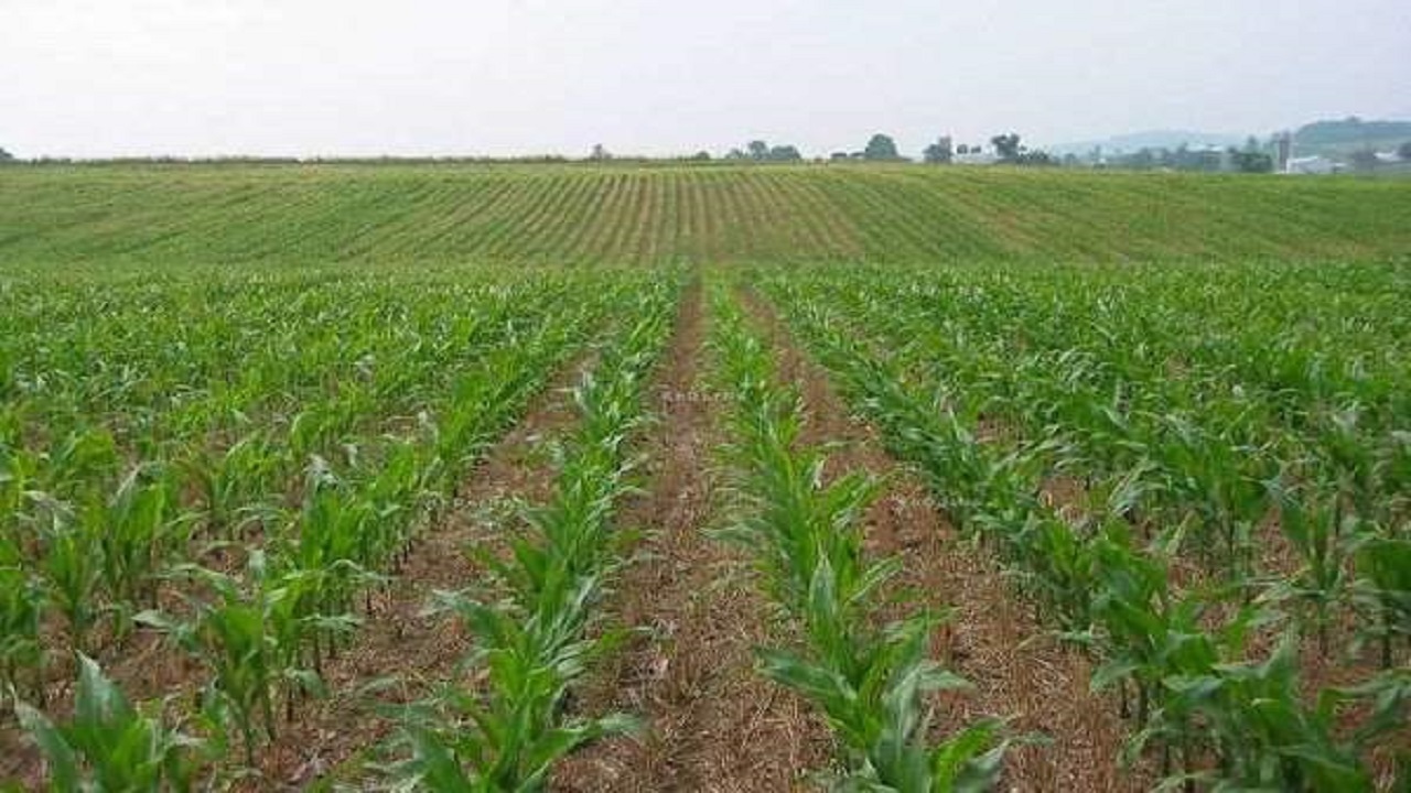 نیشکر اراضی کشاورزی حمیدیه را سیراب کرد
