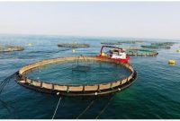 مطالعات ظرفیت سنجی برای پرورش ماهی در سد مارون