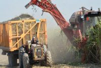 تولید ۱۱۰ هزار تن شکر/سال زراعی پررونق در انتظار نیشکر کشاورزان