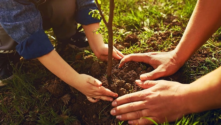 کاشت نهال برای متهمان واجدین شرایط حبس