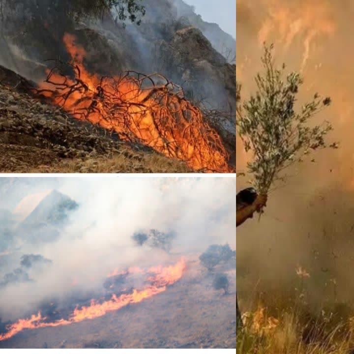 منطقه حفاظت شده خاییز در بند آتش/خطر نابودی گونه های نادر وحشی از آهو تا تیهو
