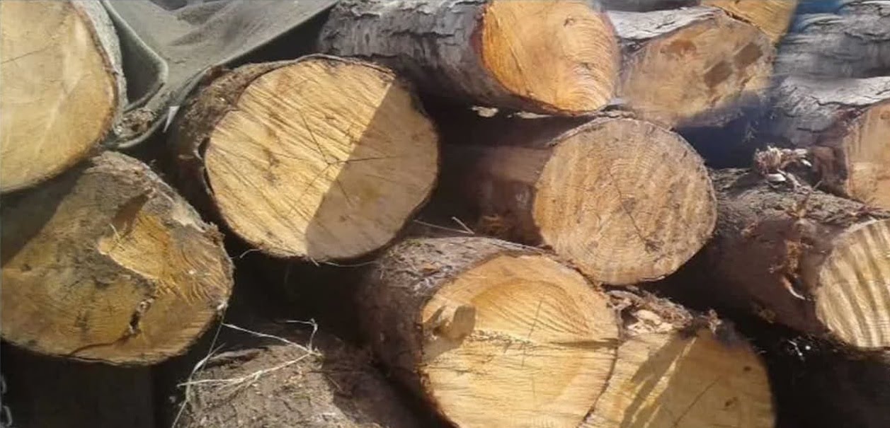 کشف چوب قاچاق در چرام