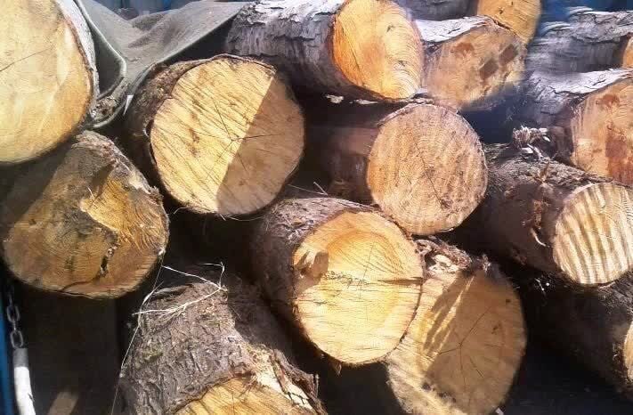 کشف ۲ تن چوب قاچاق در شهرستان چرام