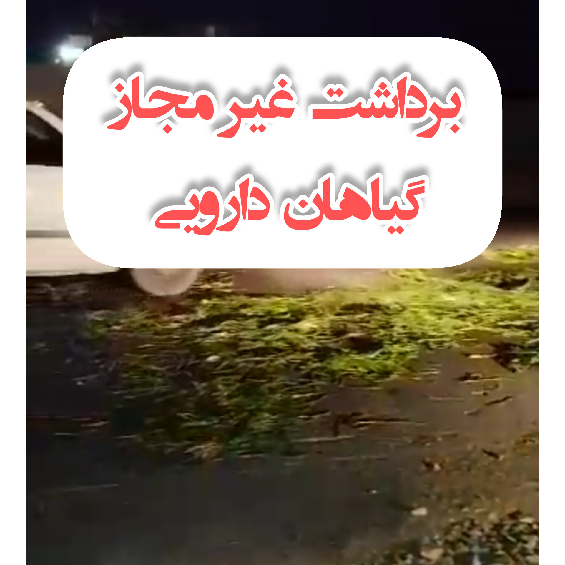 امحاء گیاهان داروئی غیرمجاز در شهرستان بهمئی+فیلم