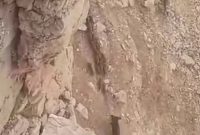 مشاهده گله گراز وحشی در منطقه عشایری پهنوک بهمئی+فیلم مشاهده گله گراز وحشی در منطقه عشایری پهنوک بهمئی+فیلم