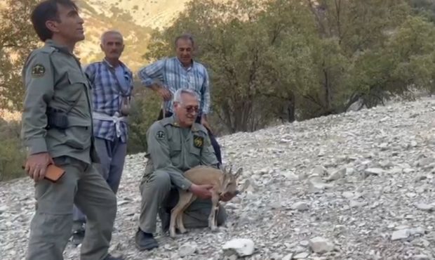 کلیپی زیبا از بازگشت بچه آهو به آغوش طبیعت در بهمئی کلیپی زیبا از بازگشت بچه آهو به آغوش طبیعت در بهمئی